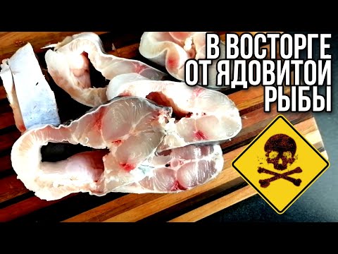Видео: В вострге от ядовитой рыбы ⚠️Кардинал, жемчужная рыба или Пангасиус