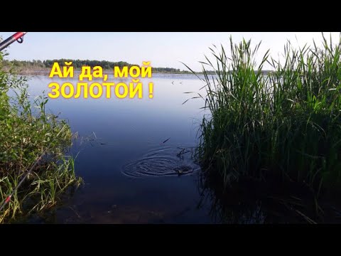 Видео: Вот это да ! Он тащит в камыши. Карась на поплавок. Деревенский пруд