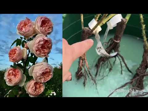 Видео: Розы из 🇬🇪VARDOMANIA🇬🇪! УРА! ПОСЫЛКА НАШЛАСЬ!!!🥳🌹❤️ Сбыча мечт на яву)))