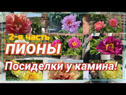 Видео: Посиделки у камина. Поговорим об ИТО-гибридах. Часть 2 / Сад Ворошиловой