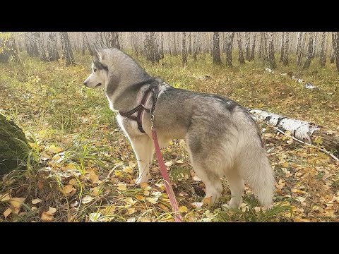 Видео: Золотая осень с хаски#huskyidel #сибирскийхаски #челябинск     🐺🐺🍂🌾