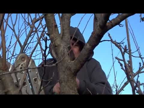 Видео: ИСПРАВЛЯЕМ ЗАРЕЗАННЫЙ САД