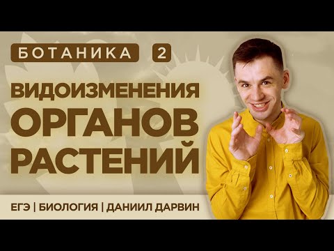 Видео: Видоизмененные органы растений | ЕГЭ Биология | Даниил Дарвин