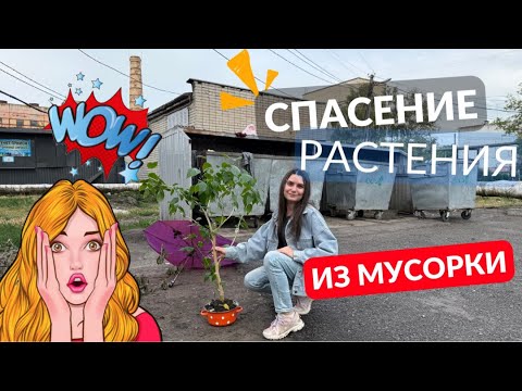 Видео: СПАСЕНИЕ растения из МУСОРКИ! Китайская роза (Гибискус), посадка, подбор грунта.