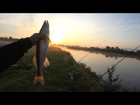 Видео: Рыбалка на Луге. Сентябрь. Два выезда с ночёвкой.