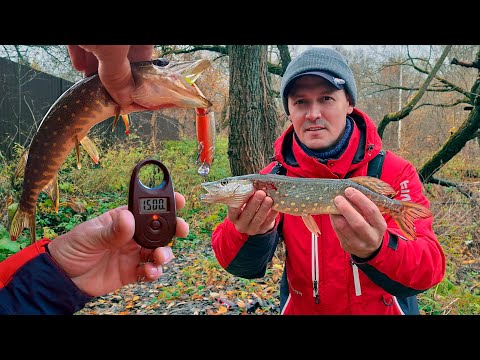 Видео: "У меня аж сердце бьётся!" - рыбак не ожидал, что поймает такую щуку! Осенняя рыбалка.