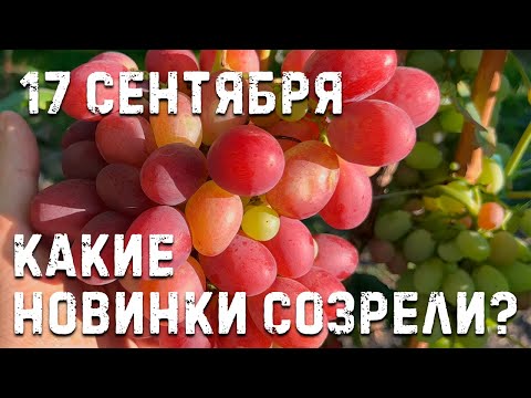 Видео: Ранние и ранне-средние сорта винограда!