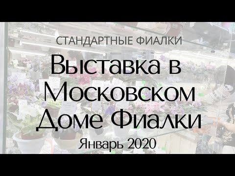 Видео: Выставка в Доме Фиалки Январь 2020 Стандарты