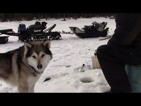 Видео: Тофалар Лонг 500  Рагатки на щуку