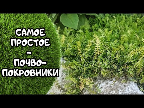 Видео: Почвопокровные растения для солнечных мест