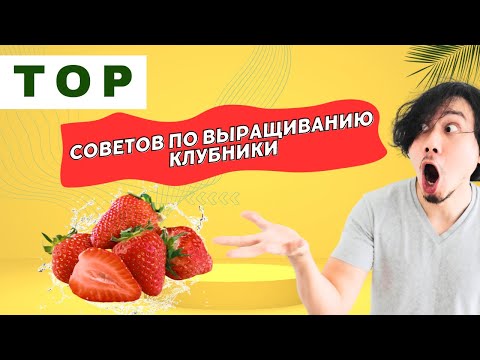 Видео: Топ Советов для Успешного Выращивания Клубники