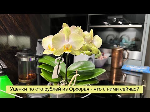 Видео: Когда орхидея обречена, а когда ШАНС ЕСТЬ? 🤔🔥🌸