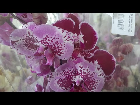 Видео: Предпраздничный завоз орхидей в с.ц.Долина роз.( Махачкала).Море красоты.