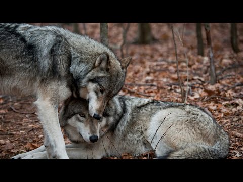 Видео: ВОЛЧЬЯ ВЕРНОСТЬ и ПРЕДАННОСТЬ