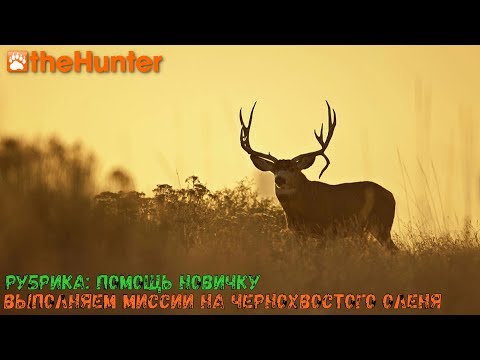 Видео: theHunter Classic/Рубрика: помощь новичку/Миссии на чернохвостого оленя ч.1/Mule Deer missions p. 1