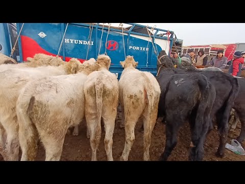 Видео: ЖАШ МУЗООЛОР ЧОНУРАК ТОРПОКТОР ТОКМОК МАЛ БАЗАР 19-ОКТЯБРЬ 2025ж