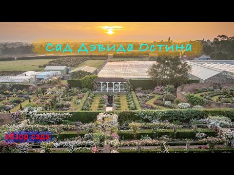 Видео: Розы в саду 2023. Прогулка и обзор питомника Дэвида Остина осенью. Обзор роз. Дэвид Остин.