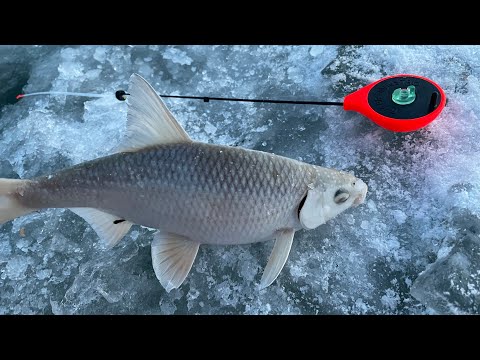 Видео: РЫБАЛКА НА КАПЧАГАЕ , ВОБЛА СОШЛА С УМА !