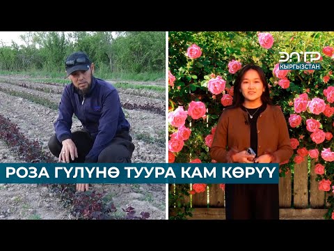 Видео: РОЗА ГҮЛҮНӨ ТУУРА КАМ КӨРҮҮ