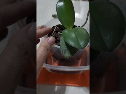 Видео: №121. АРХИДИЯ ГУЛИНИ ПАРВАРИШИ...