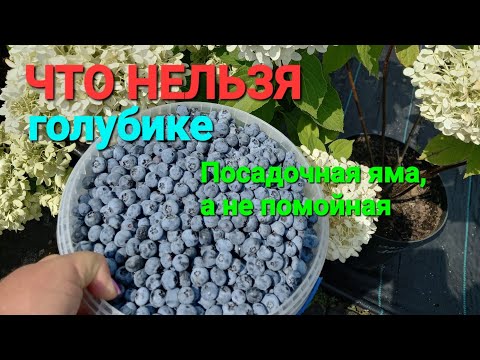 Видео: Что НЕЛЬЗЯ голубике!!!