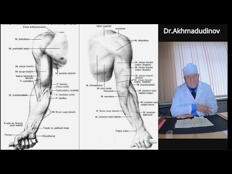 Видео: Топография верхней конечности. часть 1. Проф. Ахмадудинов М.Г.