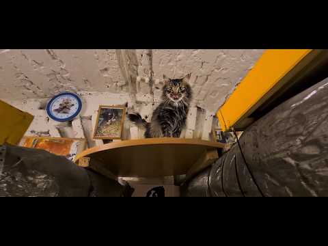 Видео: День Эрмитажного кота-2020: экскурсия в «Кошкин дом»