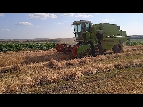 Видео: 🇺🇦Молотимо ярий ячмінь 22.07.2022 🇺🇦