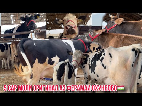 Видео: Молхои Оригинал аз фермаи Охунбобо🇹🇯21 октября 2024 г.