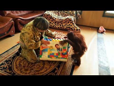 Видео: Дана и конструктор. Трилогия. Парк львов Тайган. Dana Orangutan and Designer