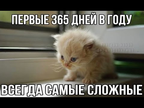 Видео: Kitten Style | Наёмники EU1 | Stay Out
