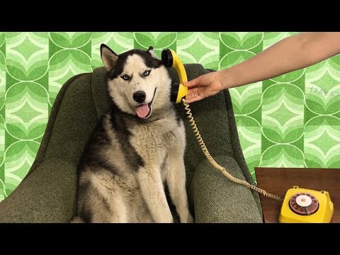 Видео: Говоря Бен в реальной жизни. DIY