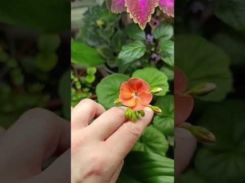 Видео: Пеларгония лососевая от семки до цветения