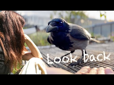 Видео: Один год с дикими воронами (рассказ 74)