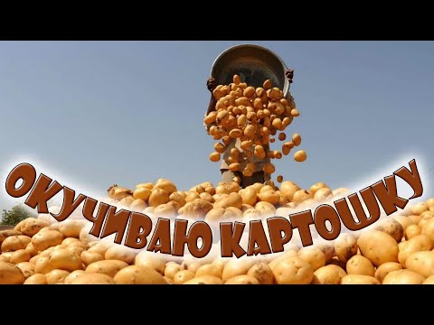 Видео: Окучиваю картошку с помощью триммера.