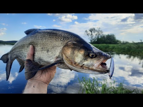 Видео: Ломаю лопатку новому TsuYoki Focus