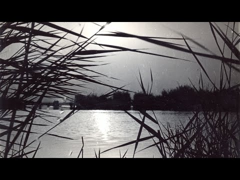 Видео: Заповедник "Тигровая балка"