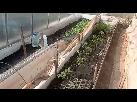 Видео: Высадила перец