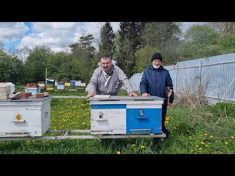 Видео: 🧼"Мыльная опера" на поллёта от Пчеловедения и Владимира Жукова. Деление семей пополам против роения🧼
