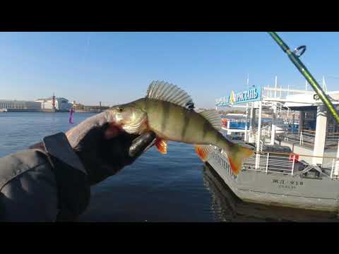Видео: #283 #Street Fishing | Невский окунь | Прогулка по Питеру |
