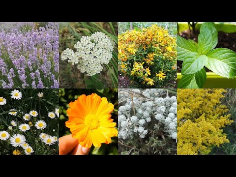 Видео: 48 Билки срещани в България