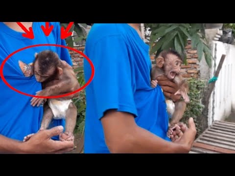 Видео: КУСАЙ, ЩЕПОЧКА, ЭТО ДЖЕННИ — ОБЕЗЬЯНКА, КОТОРУЮ Я ХОЧУ ПРИРУЧИТЬ