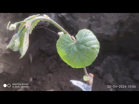 Видео: Высадка винограда весной от А до Я