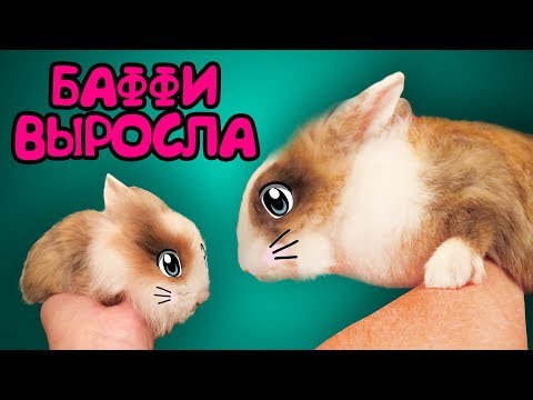 Видео: КАК РОСЛА КРОЛЯ БАФФИ ! Кот Малыш и Кошка Мурка! Приколы С КОТАМИ И КРОЛИКОМ БАФФИ! Смешные коты