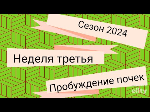 Видео: Не просыпаются почки на черенках винограда. Что делать?