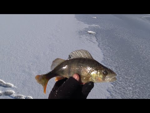 Видео: Глуха зима а окунь бере