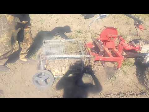 Видео: уборка картофеляс использованием корзины для сбора урожая