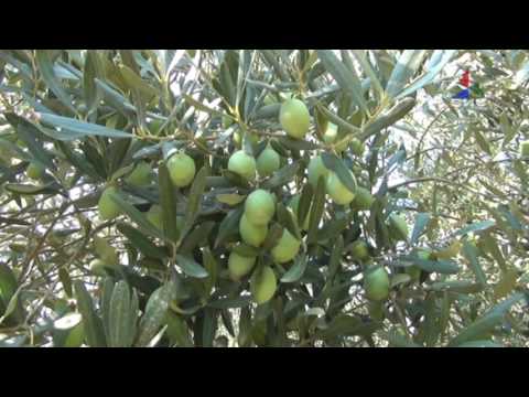 Видео: Прилог   Наместо лозје маслинки се менуваат навиките на земјоделците од југоистокот 30 09 16