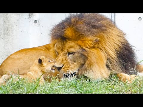 Видео: Озорной львёнок играет с хвостом папы😆 пока тот не зарычит🦁