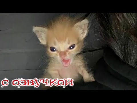 Видео: ПРИКОЛЫ С КОТАМИ! с озвучкой! Смешное видео с котами! Смешные животные! ПОПРОБУЙ НЕ ЗАСМЕЯТЬСЯ!